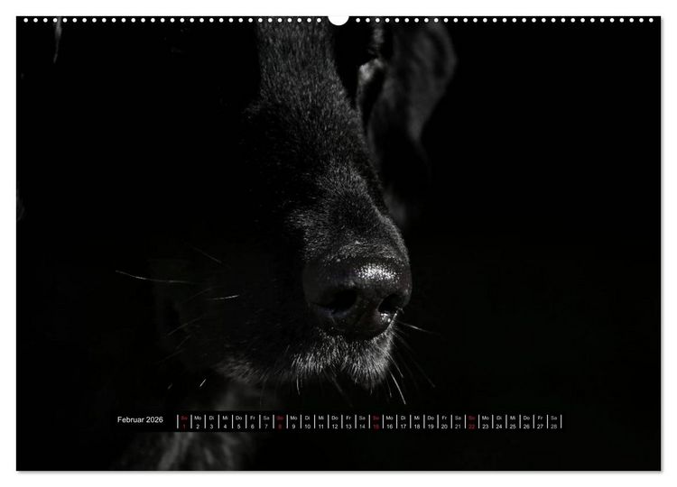 Produktbild: Flatcoated Retriever Black Edition (hochwertiger Premium Wandkalender 2026 DIN A2 quer), Kunstdruck in Hochglanz