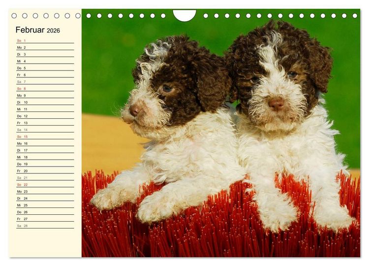 Produktbild: Lagotto Romagnolo - Italienischer Tr&uuml;ffelhund (Wandkalender 2026 DIN A4 quer), CALVENDO Monatskalender