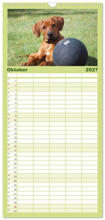 Produktbild: Familienplaner 2027 - Rhodesian Ridgeback - Jung, wild, zuckers&uuml;&szlig; mit 5 Spalten (Wandkalender, 21 x 45 cm) CALVENDO