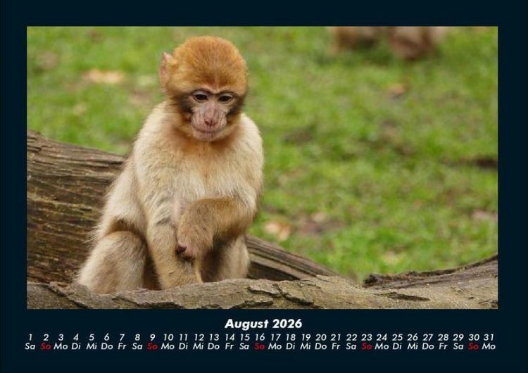 Produktbild: Der Tierkalender 2026 Fotokalender DIN A4