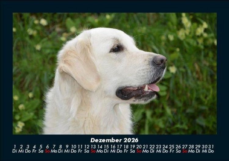 Produktbild: Hundezauber 2026 Fotokalender DIN A5