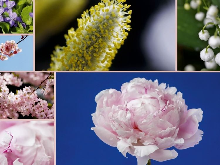 Produktbild: CALVENDO Puzzle Ein Motiv aus dem Kalender Florales zu jeder Jahreszeit | 1000 Teile Lege-Gr&ouml;&szlig;e 64x48cm Foto-Puzzle f&uuml;r gl&uuml;ckliche Stunden