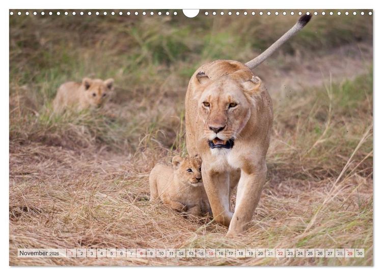 Produktbild: Emotionale Momente: Liebenswerte L&ouml;wenbabys (Wandkalender 2026 DIN A3 quer), CALVENDO Monatskalender