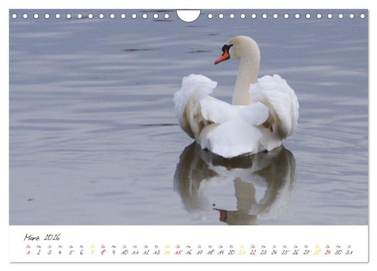 Produktbild: Schw&auml;ne, Liebe f&uuml;r die Ewigkeit (Wandkalender 2026 DIN A4 quer), CALVENDO Monatskalender