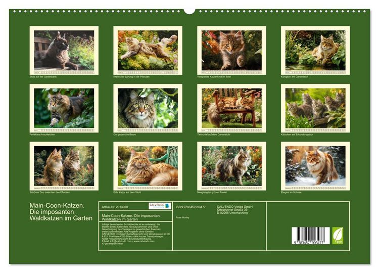 Produktbild: Main-Coon-Katzen. Die imposanten Waldkatzen im Garten (hochwertiger Premium Wandkalender 2026 DIN A2 quer), Kunstdruck in Hochglanz