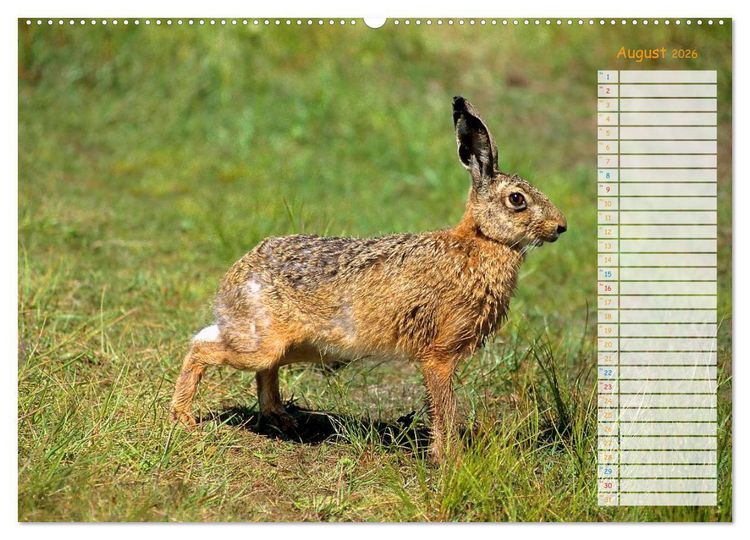 Produktbild: Tiere des Waldes (Wandkalender 2026 DIN A2 quer), CALVENDO Monatskalender