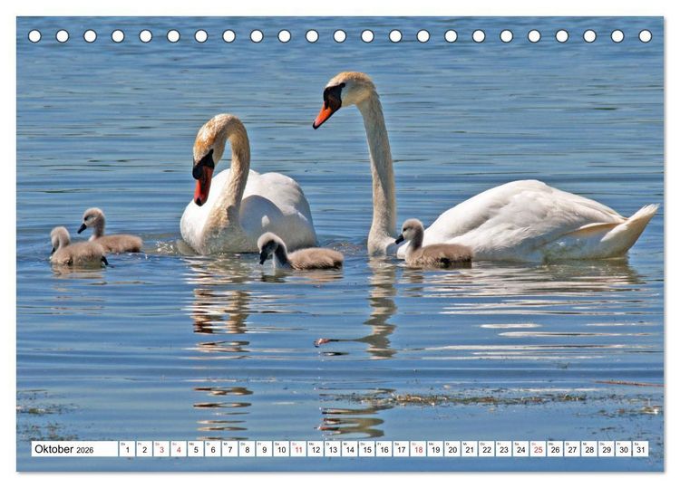 Produktbild: Chiemsee - Sommerferien am bayrischen Meer (Tischkalender 2026 DIN A5 quer), CALVENDO Monatskalender