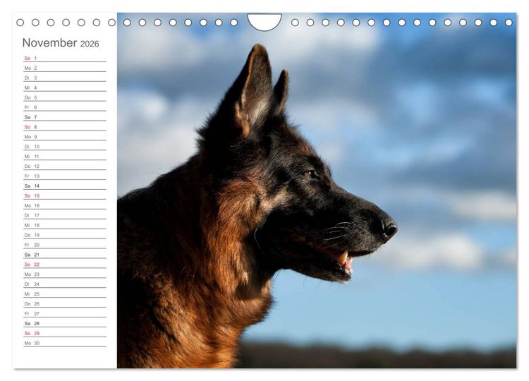 Produktbild: Deutsche Sch&auml;ferhunde Seelentr&ouml;ster (Wandkalender 2026 DIN A4 quer), CALVENDO Monatskalender