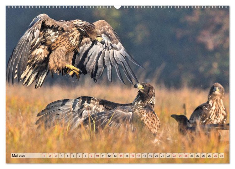 Produktbild: Majest&auml;tische Seeadler (Wandkalender 2026 DIN A2 quer), CALVENDO Monatskalender
