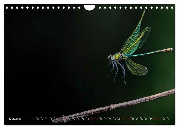 Produktbild: Naturwunder Libellen (Wandkalender 2026 DIN A4 quer), CALVENDO Monatskalender