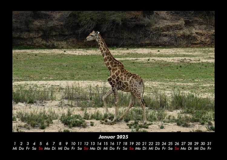 Produktbild: Giraffen 2025 Fotokalender DIN A3