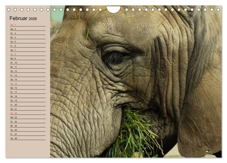Produktbild: Elefanten. Sensible R&uuml;sseltiere (Wandkalender 2026 DIN A4 quer), CALVENDO Monatskalender