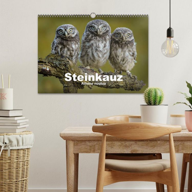 Produktbild: Steink&auml;uze (Athene noctua) (Wandkalender 2026 DIN A3 quer), CALVENDO Monatskalender