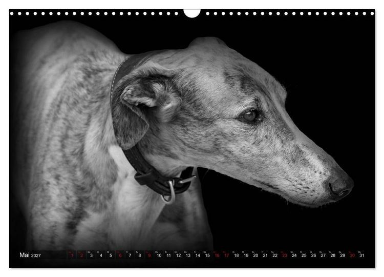 Produktbild: Galgo Espa&ntilde;ol - der spanische Windhund 2027 (Wandkalender 2027 DIN A3 quer), CALVENDO Monatskalender