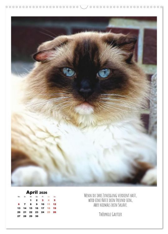 Produktbild: Stubentiger im Portrait (Wandkalender 2026 DIN A2 hoch), CALVENDO Monatskalender