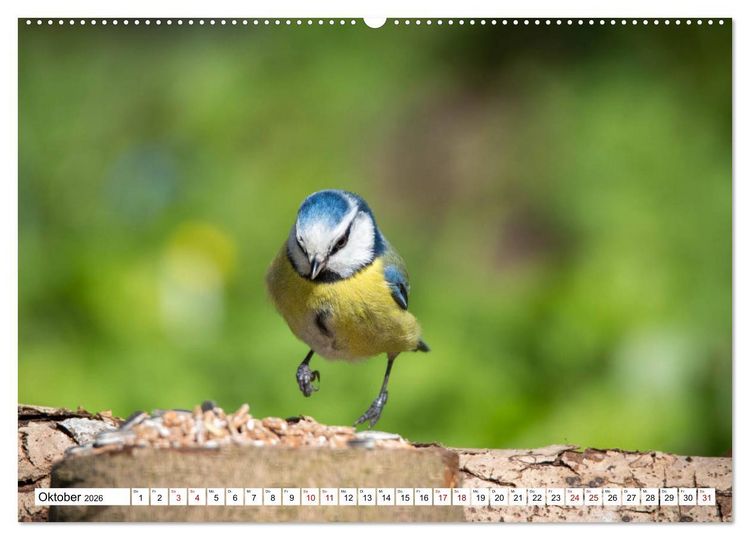 Produktbild: Sch&ouml;nheiten im Federkleid - Heimische Wildv&ouml;gel im Portrait (Wandkalender 2026 DIN A2 quer), CALVENDO Monatskalender