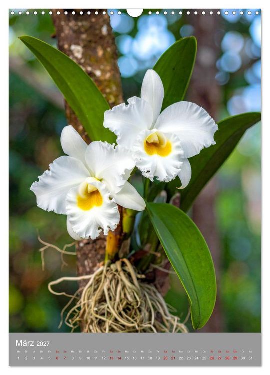 Produktbild: K&ouml;nigin Cattleya (Wandkalender 2027 DIN A3 hoch), CALVENDO Monatskalender