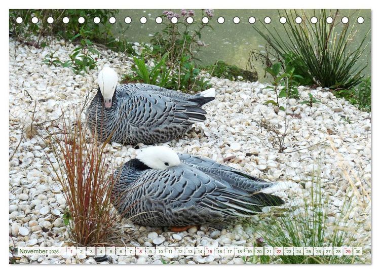 Produktbild: Tierisch gut: Wasserv&ouml;gel (Tischkalender 2026 DIN A5 quer), CALVENDO Monatskalender