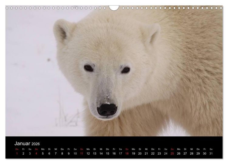 Produktbild: Arktische Tr&auml;ume - Eisb&auml;ren in Kanada (Wandkalender 2026 DIN A3 quer), CALVENDO Monatskalender