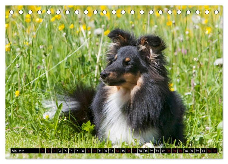 Produktbild: Shetland Sheepdogs - Kleine Charmeure (Tischkalender 2026 DIN A5 quer), CALVENDO Monatskalender