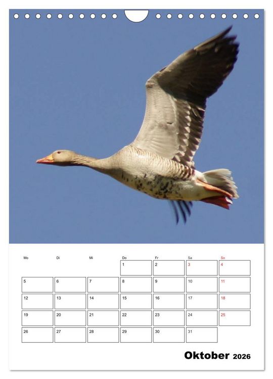 Produktbild: Gl&uuml;ckliche G&auml;nse (Wandkalender 2026 DIN A4 hoch), CALVENDO Monatskalender