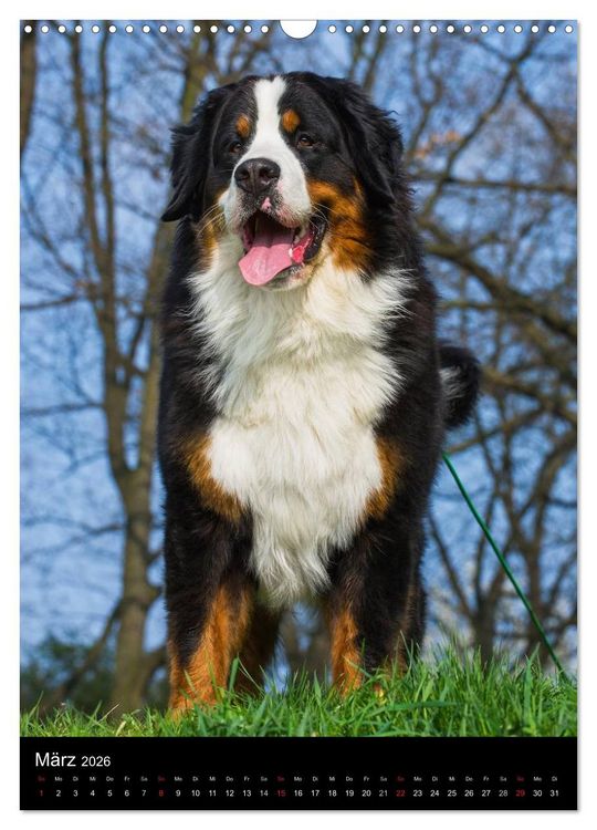 Produktbild: Faszination Berner Sennenhund (Wandkalender 2026 DIN A3 hoch), CALVENDO Monatskalender
