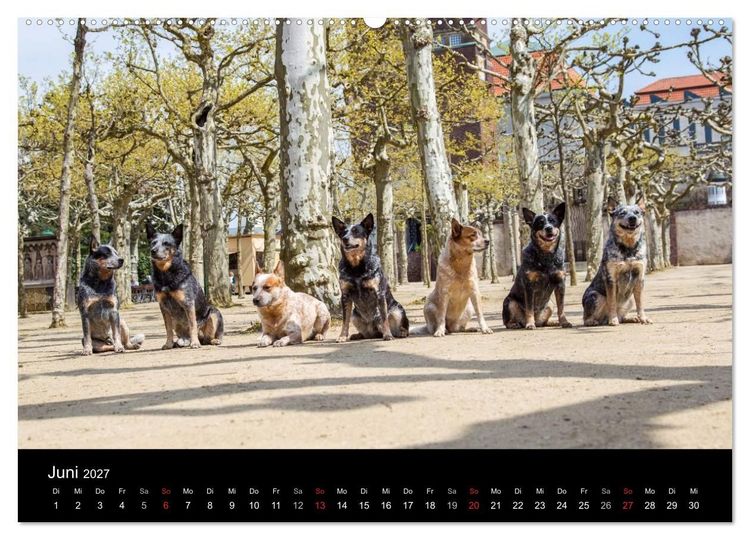 Produktbild: Australian Cattle Dogs zwischen Kunst und Kultur (Wandkalender 2027 DIN A2 quer), CALVENDO Monatskalender