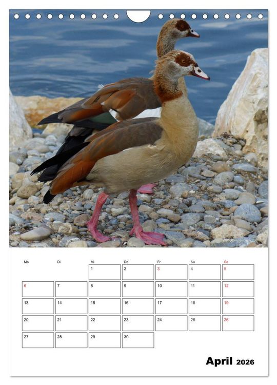 Produktbild: Gl&uuml;ckliche G&auml;nse (Wandkalender 2026 DIN A4 hoch), CALVENDO Monatskalender