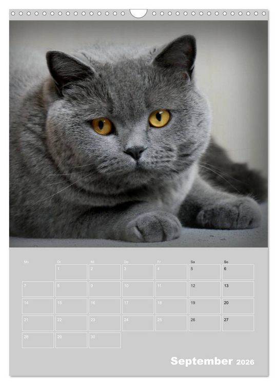 Produktbild: Graue Engel - Britischkurzhaar-Katzen (Wandkalender 2026 DIN A3 hoch), CALVENDO Monatskalender