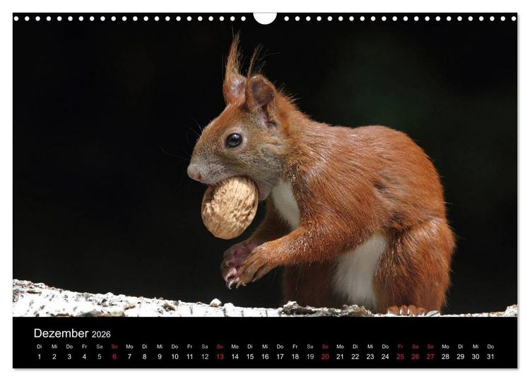 Produktbild: Artist im Garten. Das Eichh&ouml;rnchen (Wandkalender 2026 DIN A3 quer), CALVENDO Monatskalender