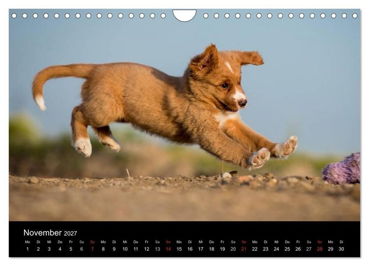Produktbild: Toller - Nova Scotia Duck Tolling Retriever (Wandkalender 2027 DIN A4 quer), CALVENDO Monatskalender