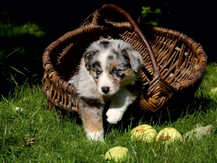 Produktbild: CALVENDO Puzzle Australian Shepherd-Welpe | 1000 Teile Lege-Gr&ouml;&szlig;e 64x48cm Foto-Puzzle f&uuml;r gl&uuml;ckliche Stunden