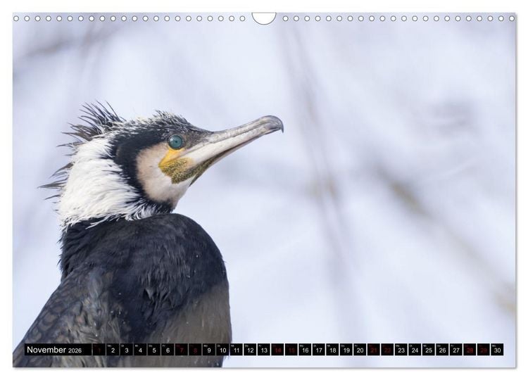 Produktbild: Der Kormoran - Ein intelligenter Fischj&auml;ger (Wandkalender 2026 DIN A3 quer), CALVENDO Monatskalender