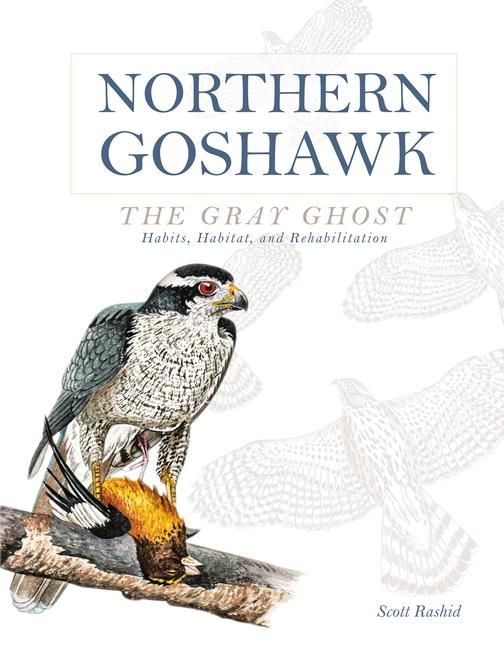Produktbild: Northern Goshawk, the Gray Ghost
