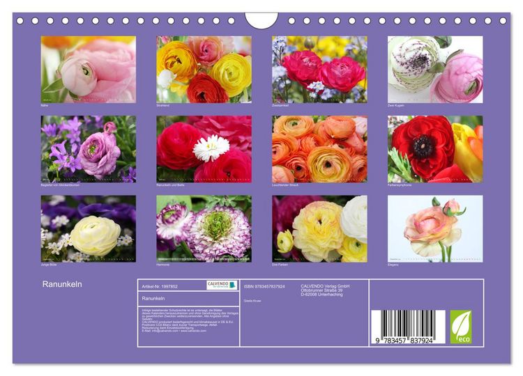 Produktbild: Ranunkeln (Wandkalender 2026 DIN A4 quer), CALVENDO Monatskalender