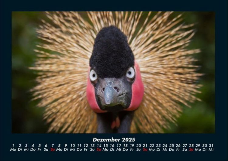 Produktbild: Vogelparadies 2025 Fotokalender DIN A4