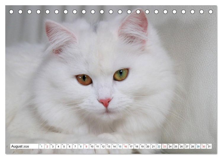 Produktbild: Die Perserkatze - Farbschlag Wei&szlig; (Tischkalender 2026 DIN A5 quer), CALVENDO Monatskalender