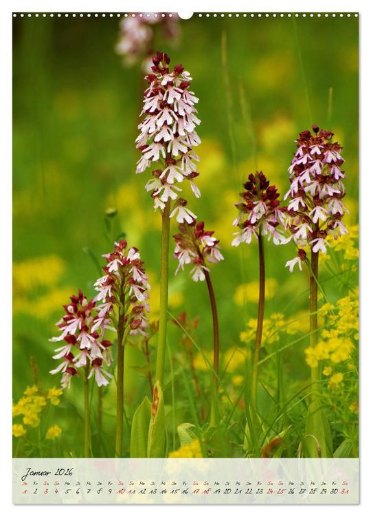Produktbild: Florale Meisterwerke der Natur (hochwertiger Premium Wandkalender 2026 DIN A2 hoch), Kunstdruck in Hochglanz