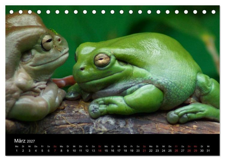 Produktbild: Die Welt der Haustiere (Tischkalender 2027 DIN A5 quer), CALVENDO Monatskalender