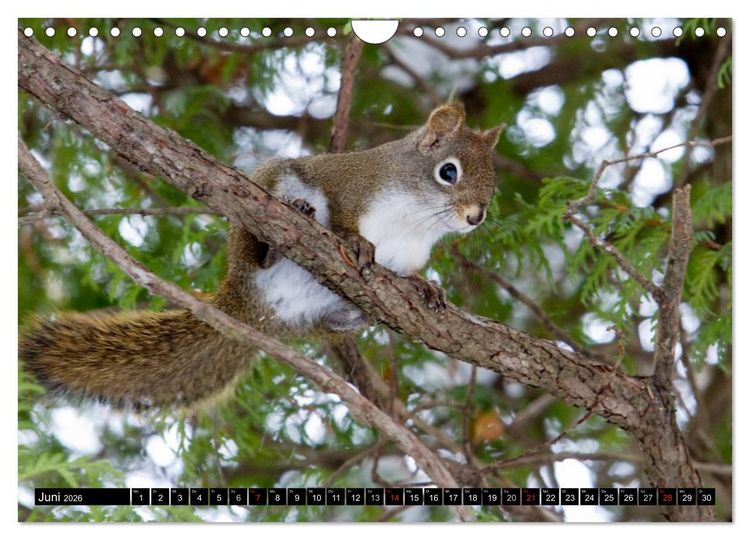 Produktbild: EICHH&Ouml;RNCHEN (Wandkalender 2026 DIN A4 quer), CALVENDO Monatskalender