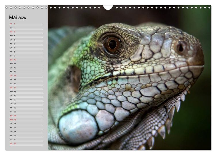 Produktbild: Kaltes Blut. Faszination Reptilien (Wandkalender 2026 DIN A3 quer), CALVENDO Monatskalender