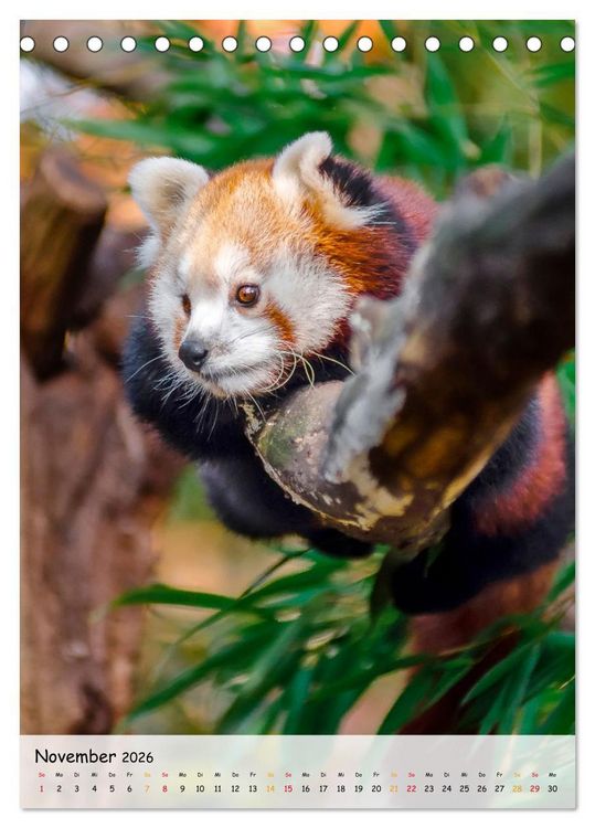 Produktbild: Roter Panda (Tischkalender 2026 DIN A5 hoch), CALVENDO Monatskalender