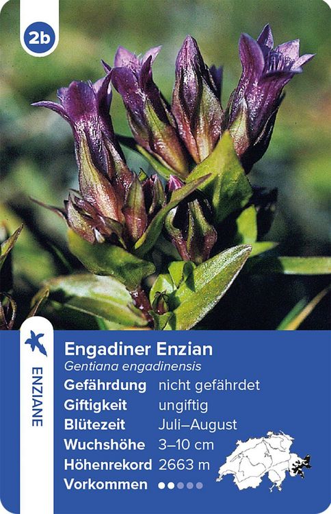 Produktbild: Flora Helvetica &ndash; das Quartett-Spiel