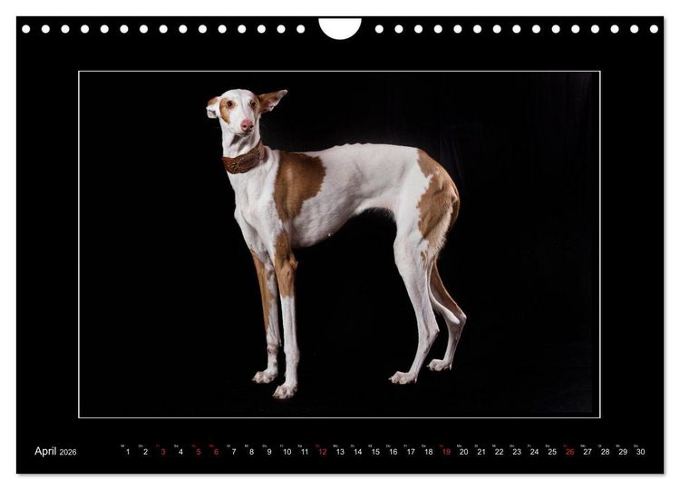 Produktbild: Windhunde - Schnelle Sch&ouml;nheiten (Wandkalender 2026 DIN A4 quer), CALVENDO Monatskalender