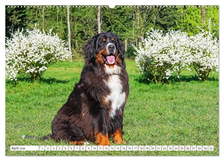 Produktbild: Berner Sennenhund - Der beste Freund f&uuml;rs Leben (hochwertiger Premium Wandkalender 2026 DIN A2 quer), Kunstdruck in Hochglanz
