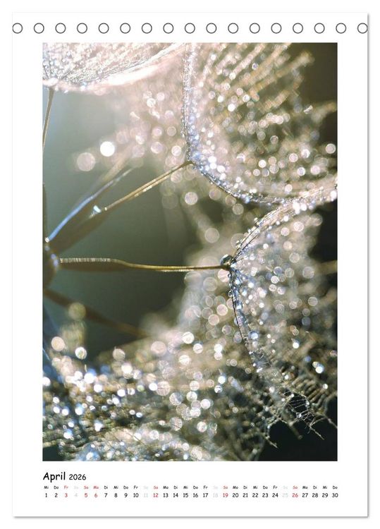 Produktbild: Die Pusteblume neu erleben (Tischkalender 2026 DIN A5 hoch), CALVENDO Monatskalender