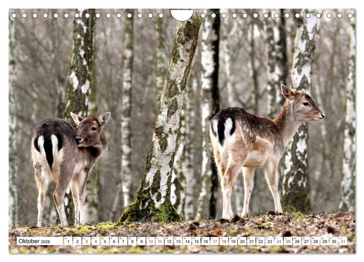 Produktbild: Der Damhirsch - Der Schaufeltr&auml;ger des Waldes (Wandkalender 2026 DIN A4 quer), CALVENDO Monatskalender