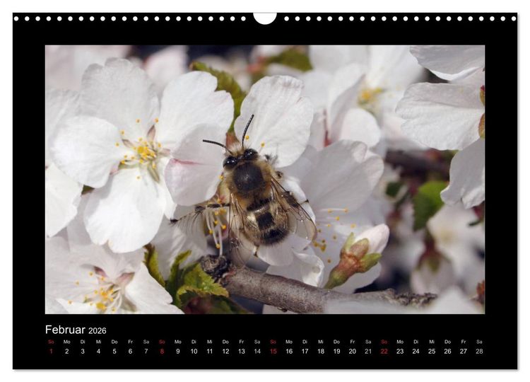 Produktbild: Die Wildbienen Deutschlands (Wandkalender 2026 DIN A3 quer), CALVENDO Monatskalender