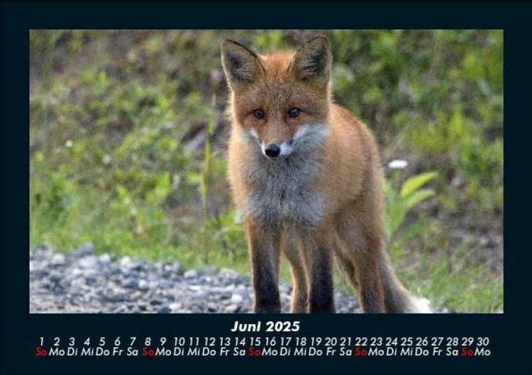 Produktbild: Waldbewohner 2025 Fotokalender DIN A5