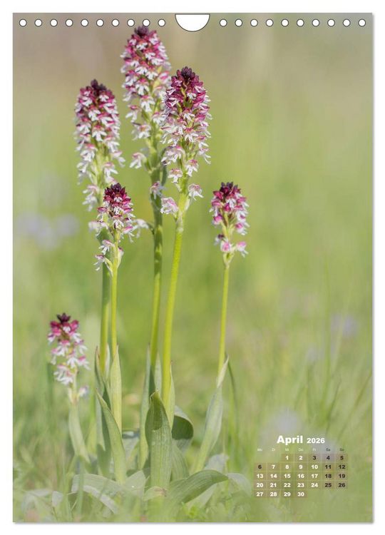 Produktbild: Orchideen in freier Wildbahn (Wandkalender 2026 DIN A4 hoch), CALVENDO Monatskalender
